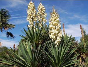 Ứng dụng Yucca trong thủy sản