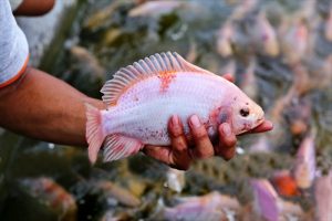 Sodium bicarbonate - thuốc gây mê an toàn cho cá Điêu hồng