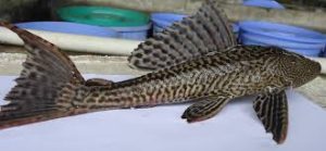 Cá Lau Kiếng - Sinh Vật Ngoại Lai Đang Xâm Hại Môi Trường