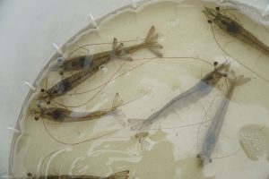 Carbon Dioxide ảnh hưởng đến tăng trưởng và tỉ lệ sống của tôm thẻ chân trắng