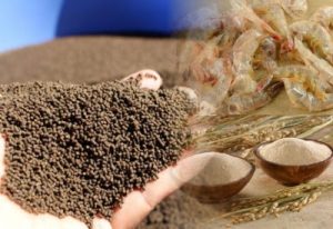 Độc tố nấm mốc: Kẻ giết tôm thầm lặng