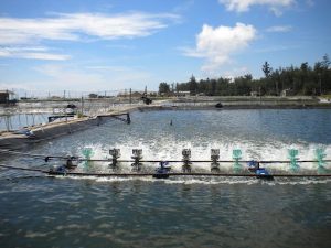 NGUYÊN TẮC SỬ DỤNG THUỐC, HÓA CHẤT TRONG NUÔI TRỒNG THỦY SẢN