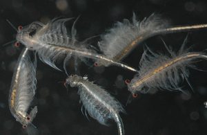 Thức ăn giúp thúc đẩy tăng trưởng và tỉ lệ sống Artemia