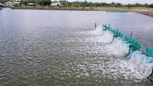 Vai trò của Ca và Mg cho ao nuôi