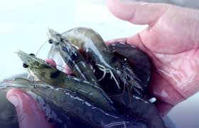 Hàm lượng nitrite cao sẽ gây độc cho tôm