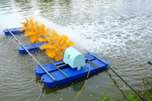 Hướng dẫn cách tạo oxy cho nước ao nuôi tôm