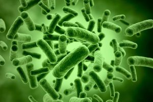 Tăng hiệu quả men vi sinh trong nuôi tôm