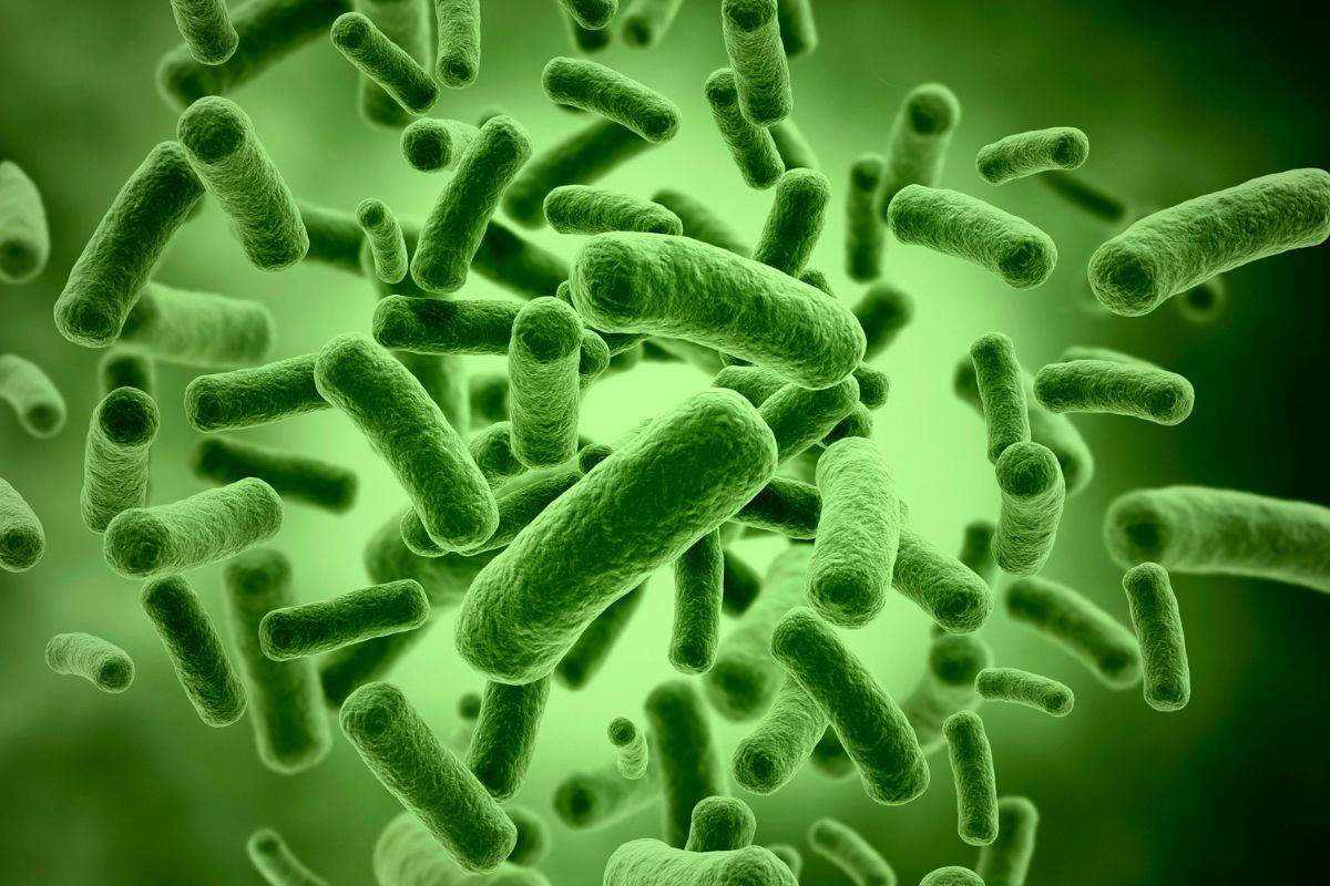 Tăng hiệu quả men vi sinh trong nuôi tôm