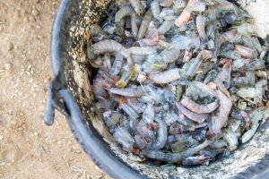 Polysaccharides trong quản lý bệnh thủy sản