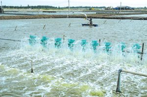 Sử Dụng Hóa Chất, Chế Phẩm Sinh Học Đúng Cách Trong Nuôi Tôm