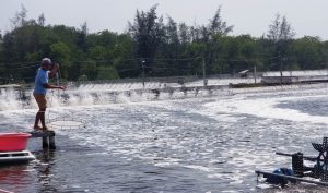 Vai trò của Ca và Mg cho ao nuôi