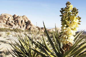 Tác dụng thực sự của YUCCA SCHIDIGERA trong nuôi trồng thủy sản