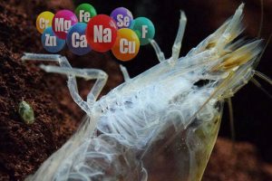 Hiểu rõ về khoáng trong nuôi tôm