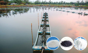 Các hóa chất cấm sử dụng trong nuôi trồng thủy sản?