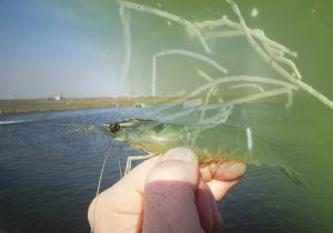 Điều trị bệnh phân trắng cho tôm