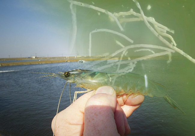 Điều trị bệnh phân trắng cho tôm