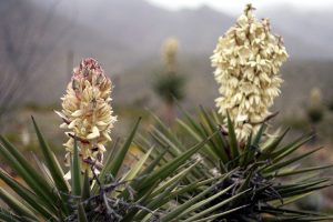 Phân biệt Yucca thật và Yucca giả trên thị trường