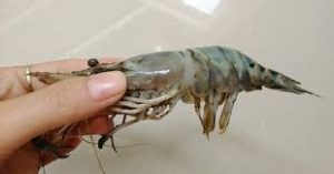 CÁCH PHÒNG NGỪA VÀ ĐIỀU TRỊ BỆNH ĐÓNG RONG TRÊN TÔM SÚ, THẺ