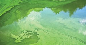 CẮT TẢO XANH VÀ GÂY MÀU TRÀ NƯỚC AO NUÔI NHANH - AN TOÀN VÀ HIỆU QUẢ CHO TÔM TRONG TẤT CẢ GIAI ĐOẠN NUÔI