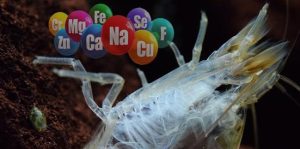 Khoáng chất vi lượng hữu cơ trong nuôi trồng thủy sản