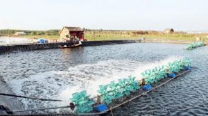 Tác dụng của Oxy viên và Oxy già trong ao nuôi tôm