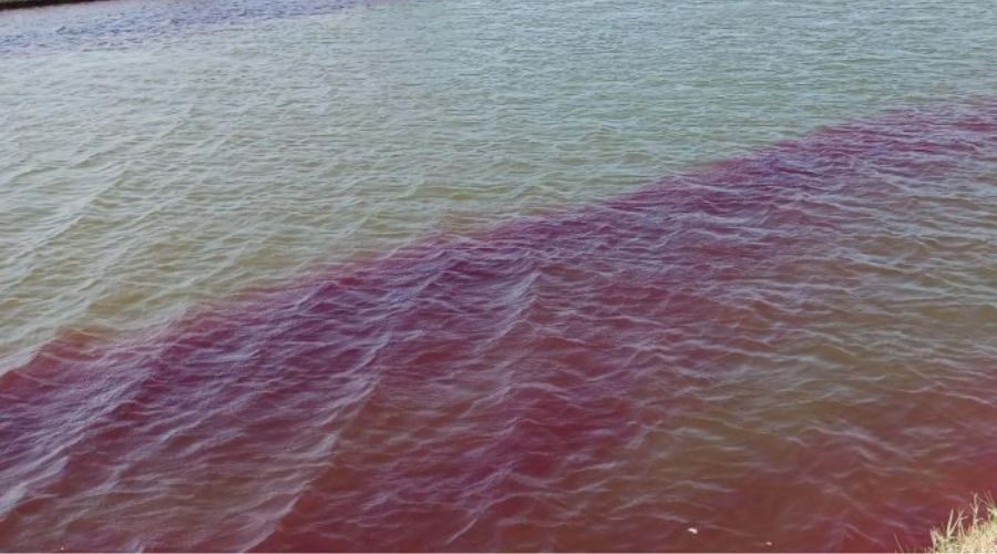 Các loại thuốc diệt khuẩn dùng phổ biến trong thủy sản