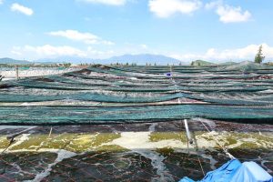 Quá trình sinh thái và ứng dụng của vi sinh vật trong ao nuôi tôm