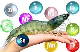 Dinh dưỡng khoáng chất cho tôm trong ao nuôi