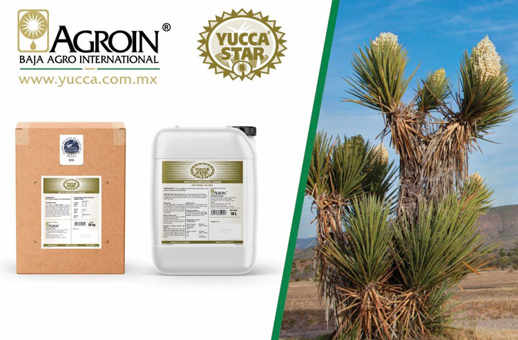 Tác động của chất chiết xuất Yucca trong NTTS