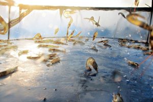 NHỮNG YẾU TỐ ẢNH HƯỞNG ĐẾN HIỆU QUẢ SỬ DỤNG THỨC ĂN TRONG NUÔI TÔM