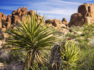 Có nên bổ sung Yucca vào thức ăn cho vật nuôi không?