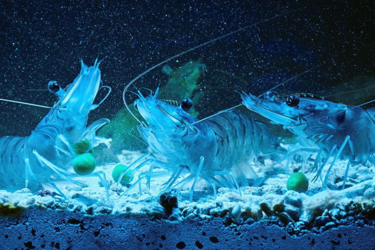 KHOÁNG TRONG NUÔI TRỒNG THỦY SẢN