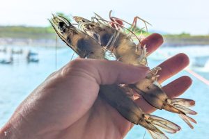 Acid hữu cơ trong thức ăn nuôi trồng thủy sản - Tiềm năng thay thế các chất kháng sinh