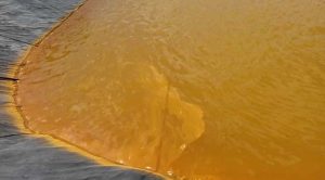 Kinh nghiệm xử lý phèn ao tôm