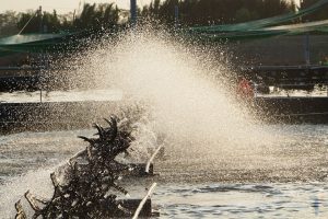 TÁC HẠI CỦA VIỆC LẠM DỤNG KHÁNG SINH TRONG NUÔI TRỒNG THỦY SẢN