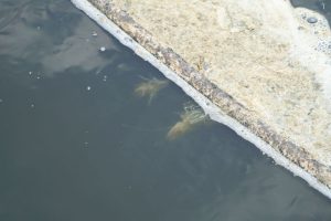 GIẢI PHÁP XỬ LÝ KHÍ ĐỘC NH3 & NO2- TRONG AO NUÔI TÔM