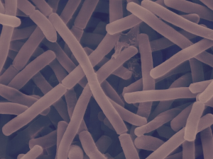 Vi sinh chủng Bacillus Pumilus