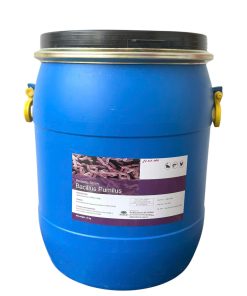 Hình ảnh sản phẩm B. PUMILUS – men vi sinh hỗ trợ tiêu hóa, bổ sung lợi khuẩn giúp cải thiện sức khỏe đường ruột.