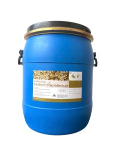 SACCHAROMYCES CEREVISIAE - NẤM MEN SỐNG