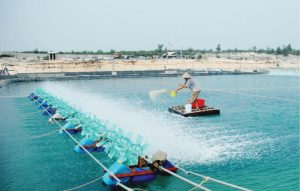 SỬ DỤNG CHLORINE TRONG NUÔI TRỒNG THỦY SẢN