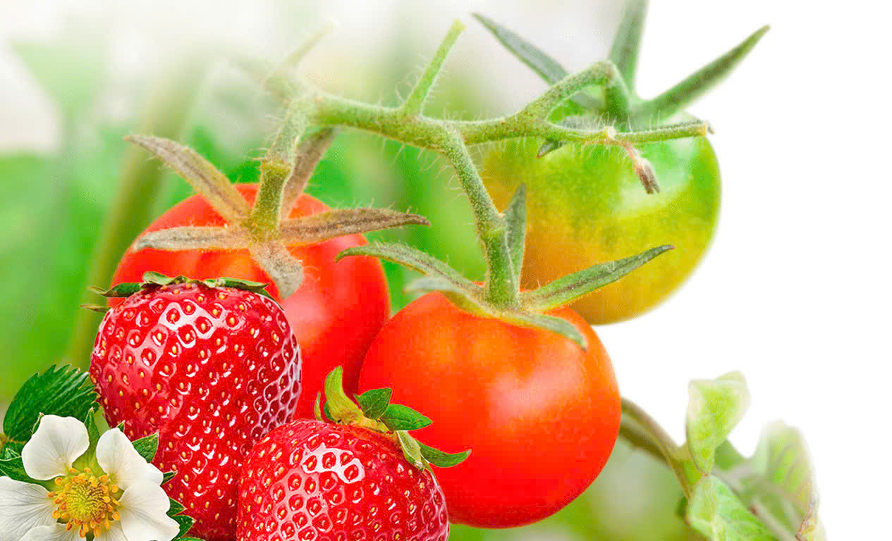 YUCCA TRÊN CÂY TRỒNG